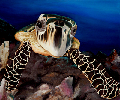 turtle study I (hawksbill)